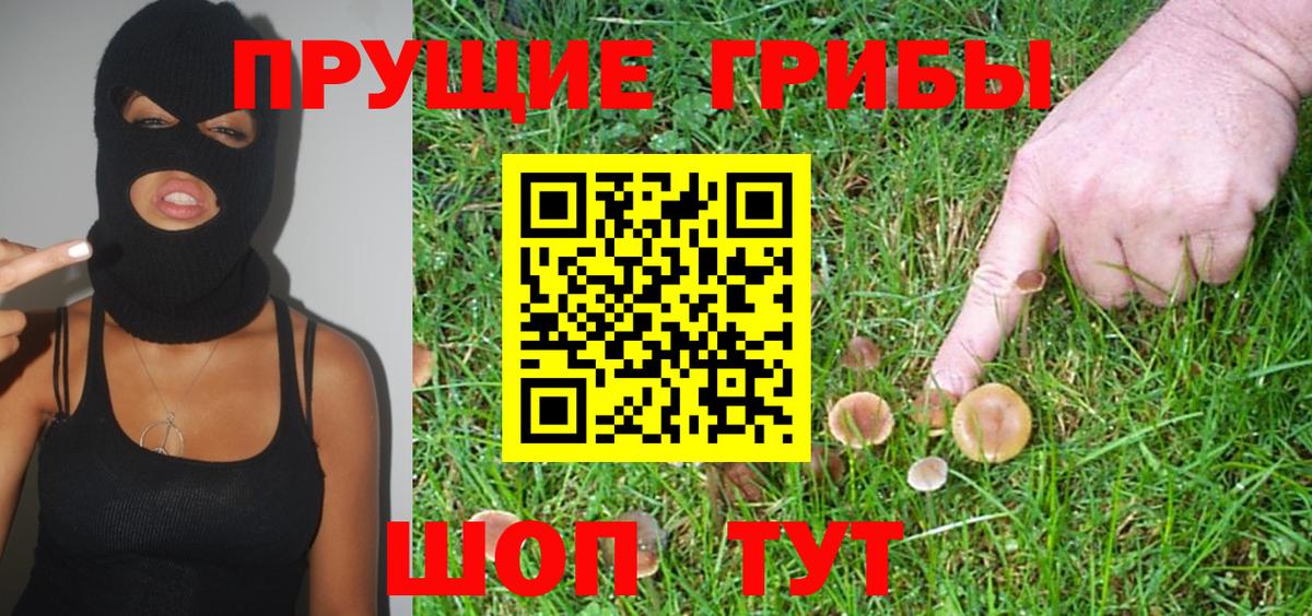 Псилоцибиновые грибы Psilocybine cubensis Россия